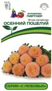 Астра китайская ОСЕННИЙ ПОЦЕЛУЙ