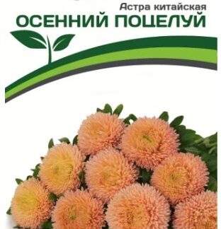 Астра китайская ОСЕННИЙ ПОЦЕЛУЙ