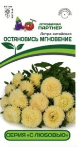 Астра китайская ОСТАНОВИСЬ МГНОВЕНИЕ