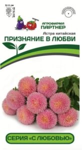 Астра китайская ПРИЗНАНИЕ В ЛЮБВИ