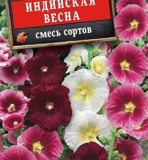 Шток-роза Индийская весна, смесь окрасок
