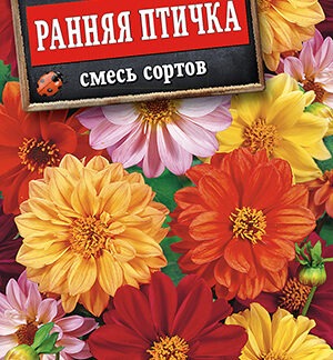 Георгина махровая Ранняя птичка, смесь сортов