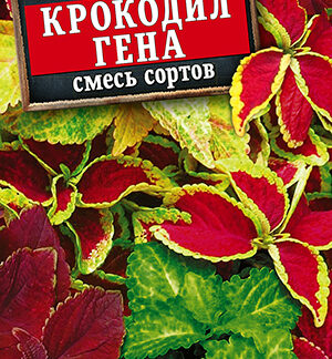 Колеус блюме Крокодил Гена, смесь сортов