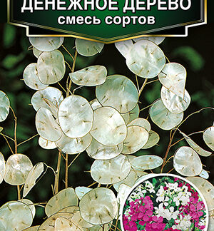 Лунария Денежное дерево, смесь сортов 0,3г