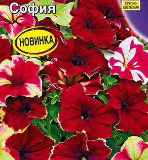 Петуния Романтика F1 софия