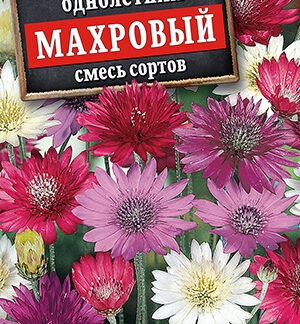 Ксерантемум Махровый, смесь сортов