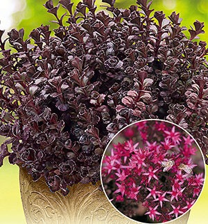 Очиток (Седум) ложный Вуду