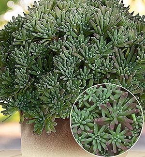 Очиток (Седум) краснеющий Лизард