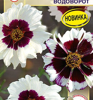 Кореопсис Невероятный! водоворот