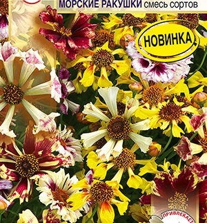 Кореопсис Невероятный! морские ракушки, смесь сортов