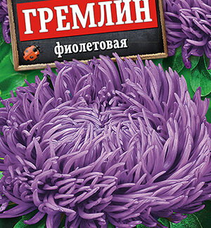 Астра Гремлин фиолетовая