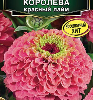 Цинния Королева красный лайм