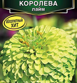 Цинния Королева лайм