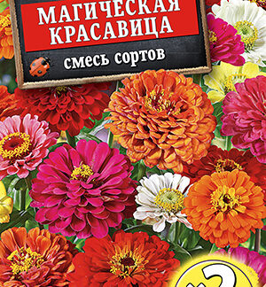 Цинния Магическая красавица, смесь сортов