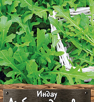 Индау (руккола) Азбука здоровья 0,3г