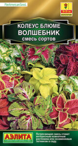 Колеус блюме Волшебник, смесь сортов
