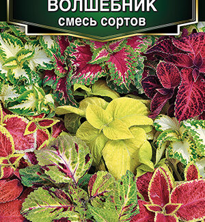 Колеус блюме Волшебник, смесь сортов