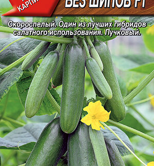 Огурец Без шипов F1