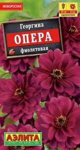 Георгина Опера фиолетовая