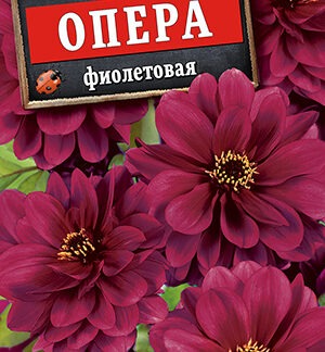 Георгина Опера фиолетовая