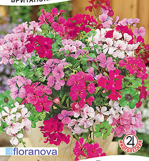 Пеларгония Саммертайм, смесь сортов