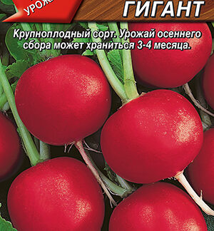 Редис Красный гигант