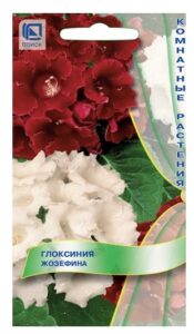 Глоксиния Жозефина