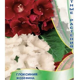 Глоксиния Жозефина