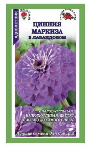 Цинния Маркиза в Лавандовом