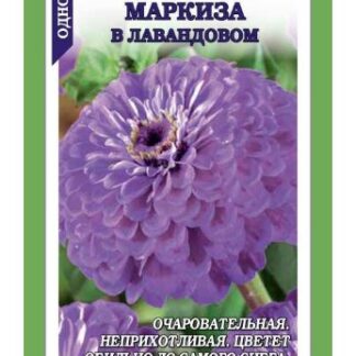 Цинния Маркиза в Лавандовом