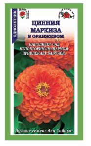 Цинния Маркиза в Оранжевом