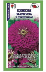 Цинния Маркиза в Пурпурном