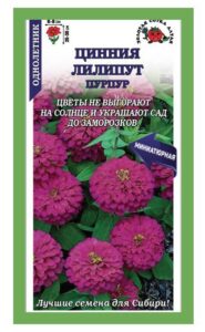 Цинния Лилипут Пурпур