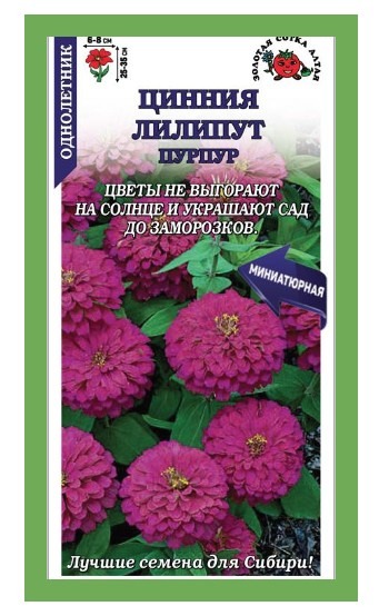Цинния Лилипут Пурпур