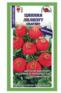 Цинния Лилипут Скарлет
