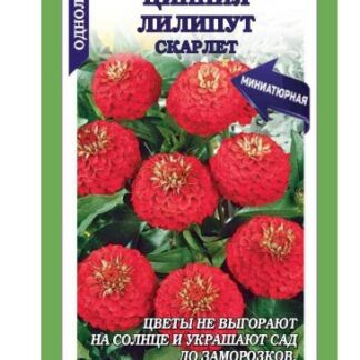 Цинния Лилипут Скарлет