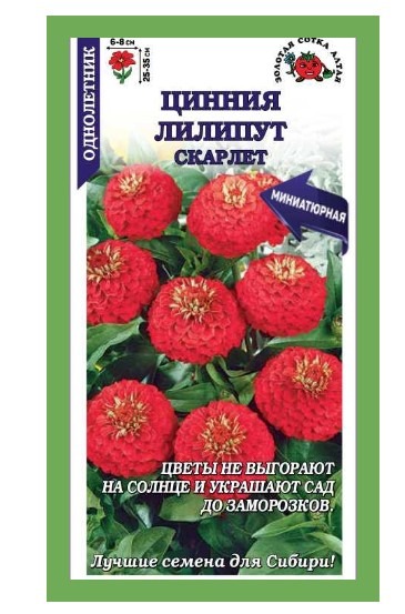 Цинния Лилипут Скарлет