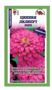 Цинния Лилипут Роуз