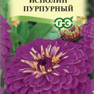 Цинния Исполин пурпурный