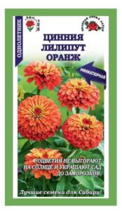 Цинния Лилипут Оранж
