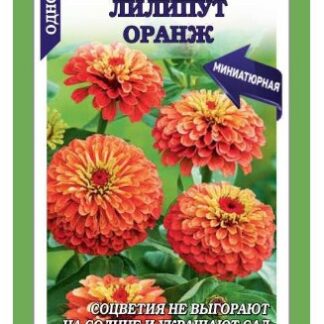 Цинния Лилипут Оранж