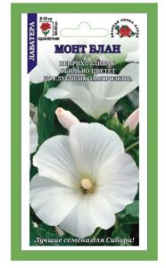 Лаватера Монт Блан