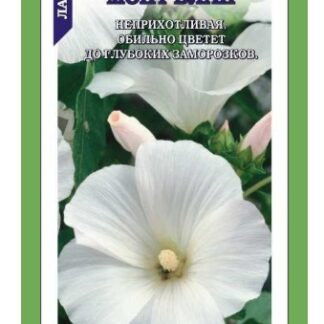 Лаватера Монт Блан