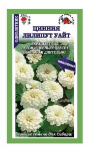 Цинния Лилипут Уайт