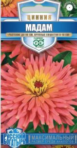 Цинния Мадам