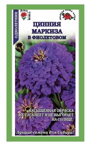 Цинния Маркиза в Фиолетовом