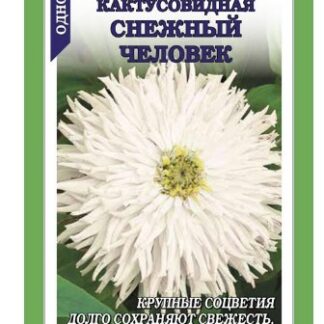 Цинния Снежный человек