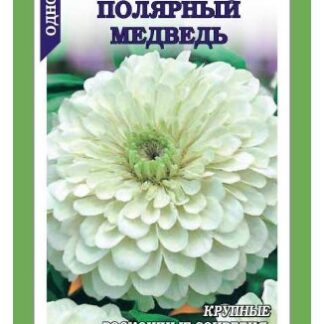 Цинния Полярный Медведь ЗСА