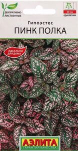 Гипоэстес Пинк Полка