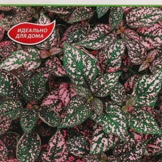 Гипоэстес Пинк Полка